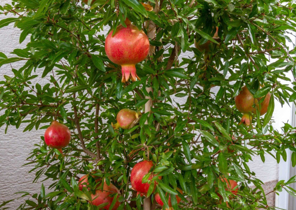 PREDANÉ,6. izb. rodinný dom nachádzajúci sa v srdci Stupavy.