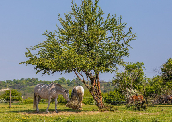 Prenajaté: rod.dom v tesnej BLÍZKOSTI LESA,NÁMESTIA a PÚTNICKÉHO AREÁLU